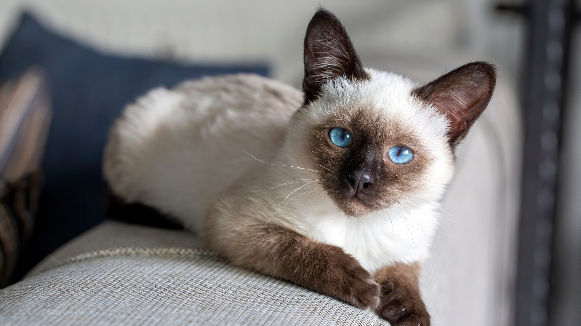 Featured image for All about Siamese cats