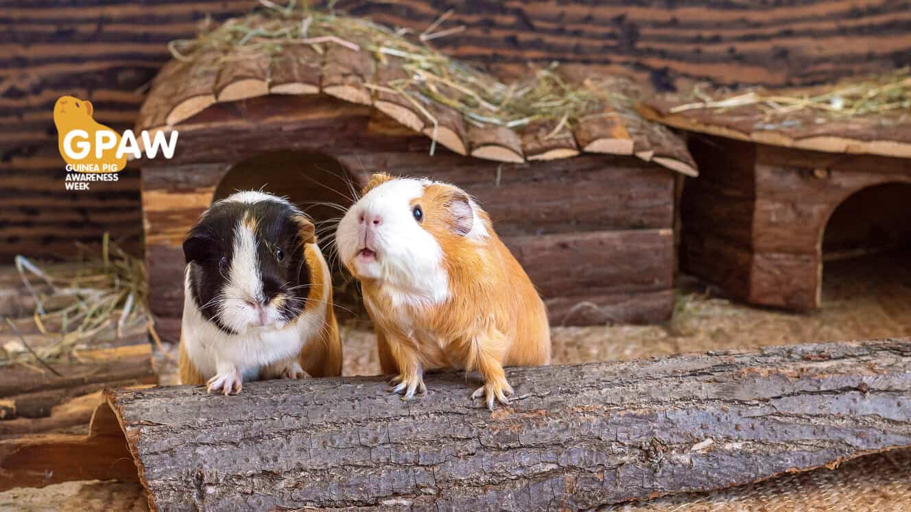 Featured image for All guinea pigs should be comfortable, cared for and have a piggy companion
