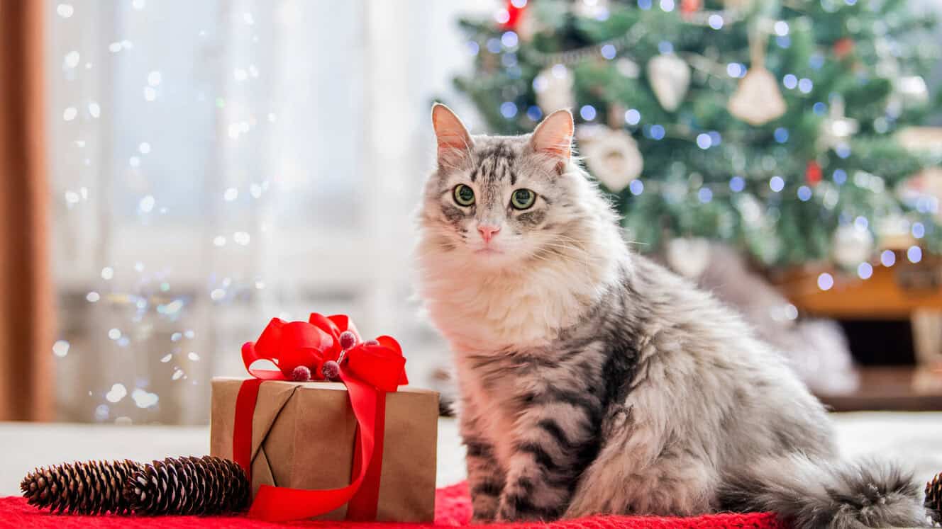 Featured image for Are you an animal mastermind?