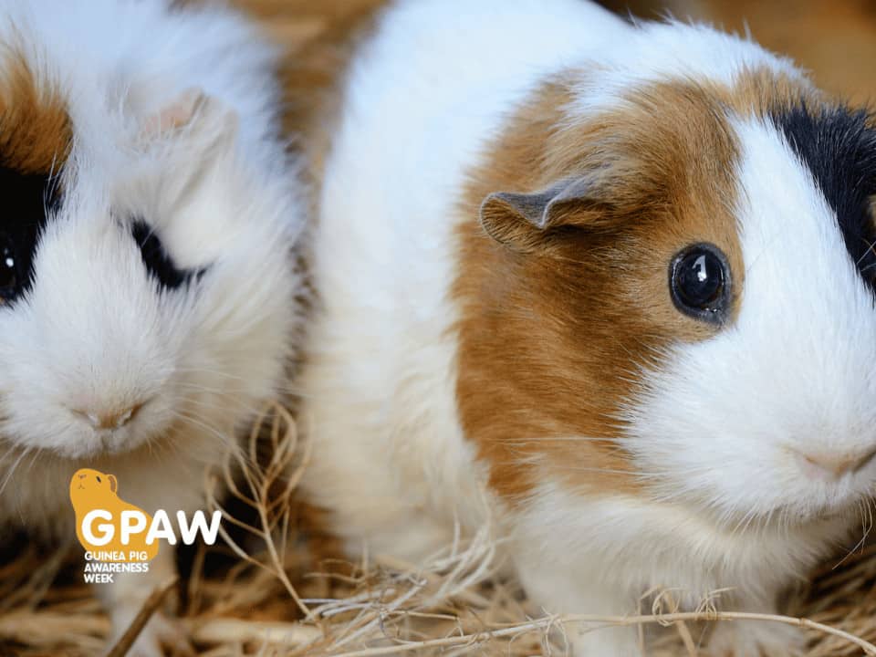 Featured image for It’s GPAW the third!