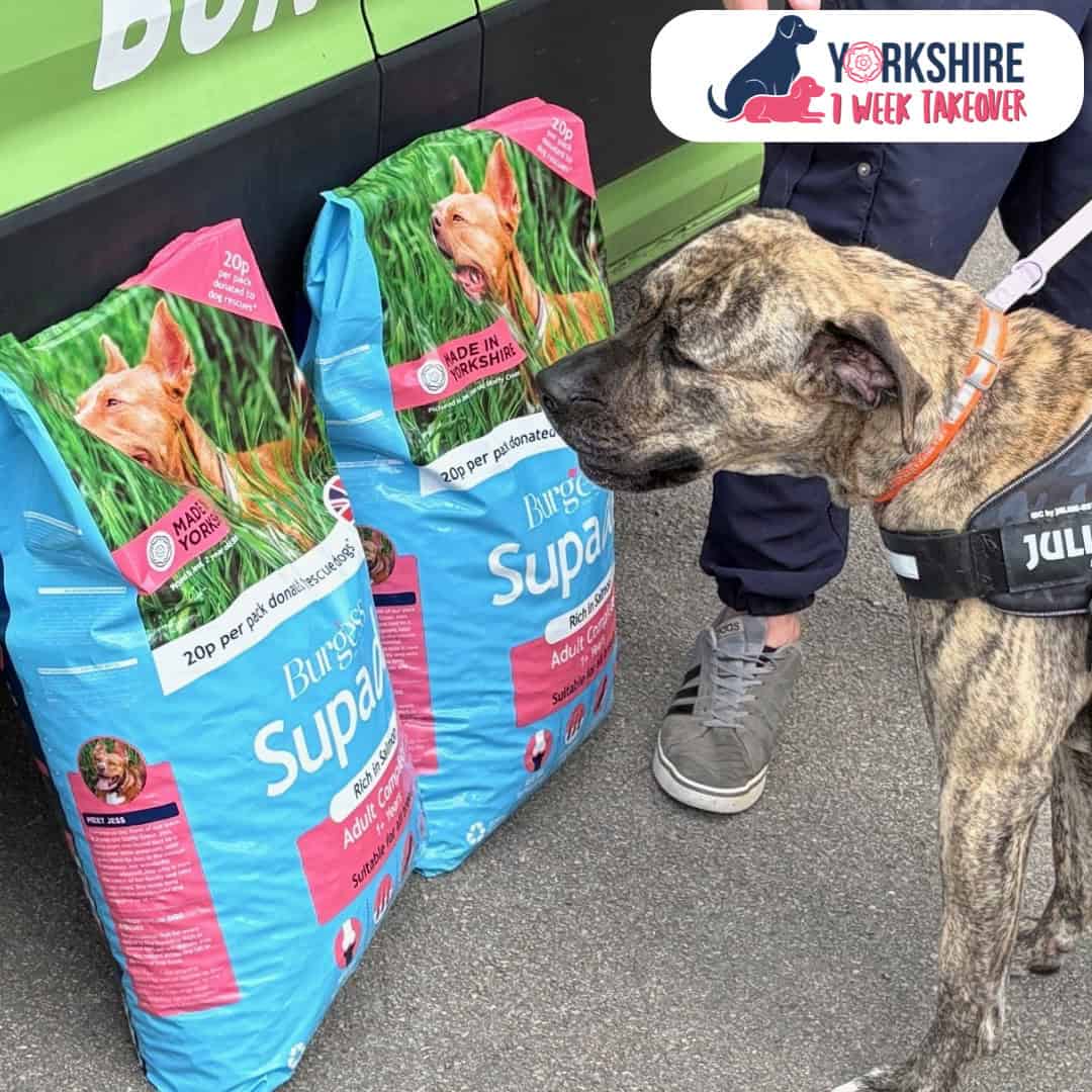 Featured image for Want to help rescue dogs across the UK?