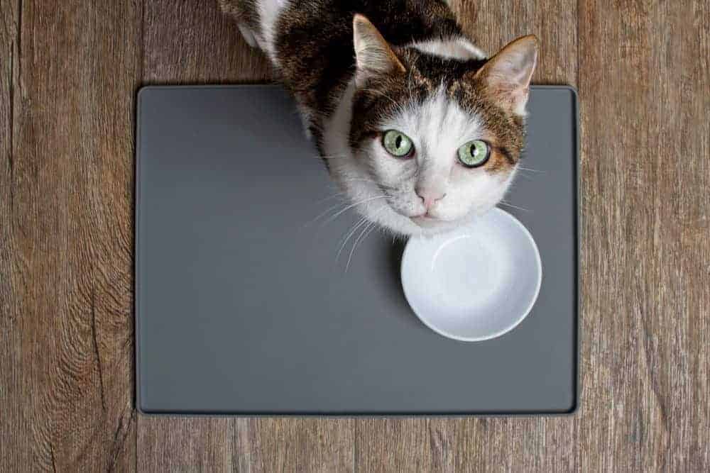 Featured image for Can’t find your usual pet food? Why not give dry food a try?