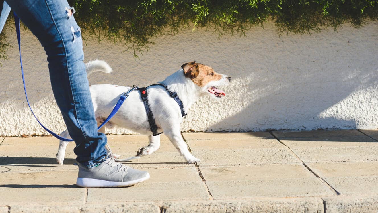 Featured image for Getting down and dirty with your dog’s deposits