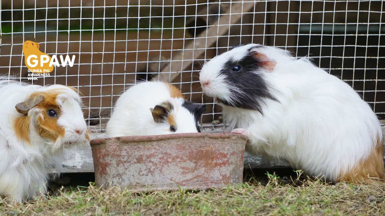 Featured image for Curtain up – it’s GPAW the fourth!