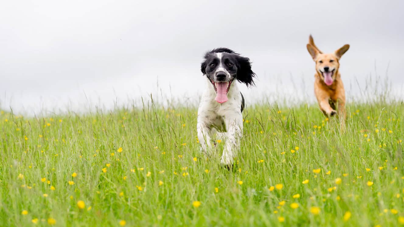 Featured image for Happy, healthy pets – and people! What’s not to love?