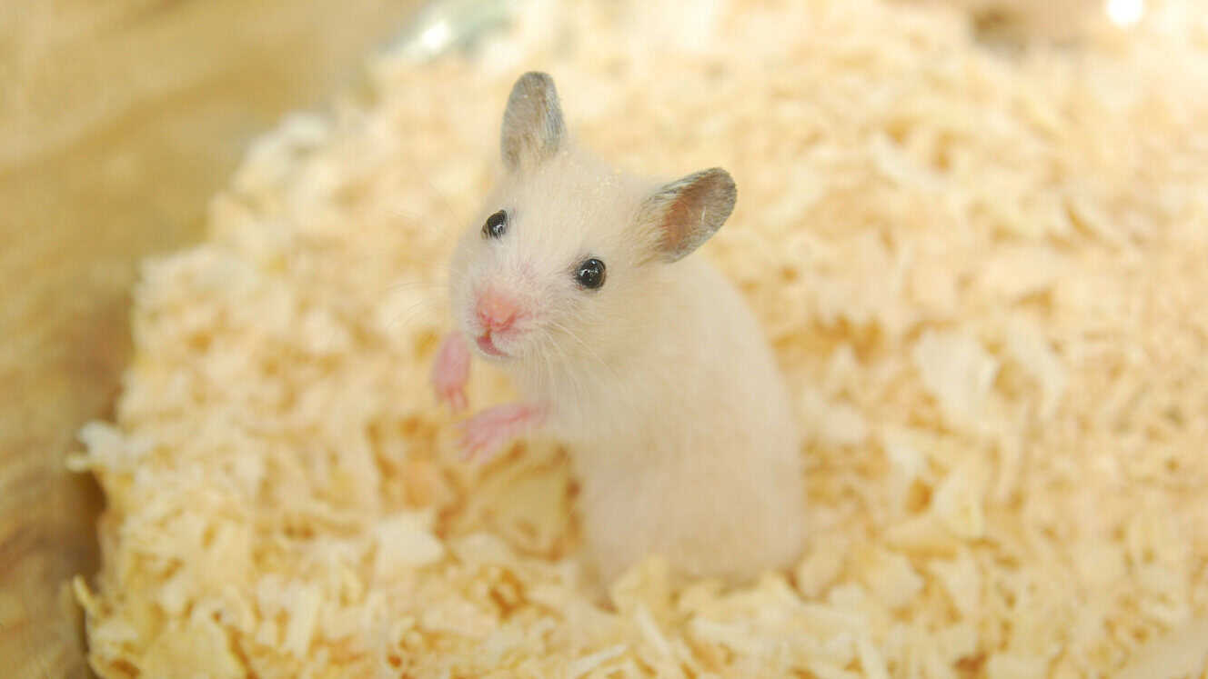 Featured image for How long can you leave a hamster alone? Holiday tips and expert advice