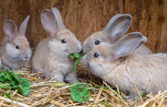 Featured image for Salad days