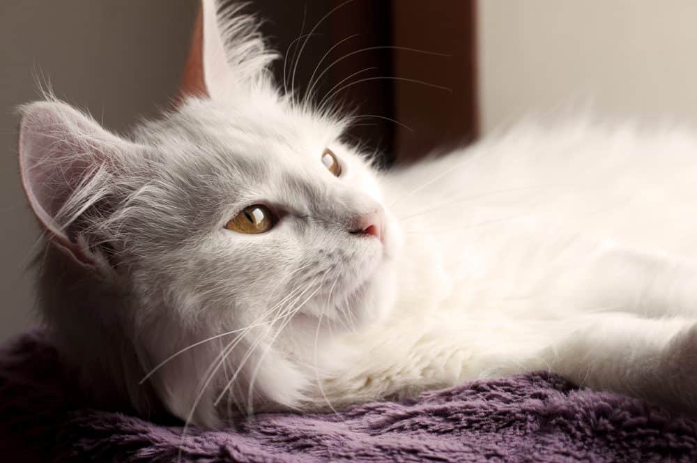 Featured image for If you love cats, why not throw a cocktail party for them?