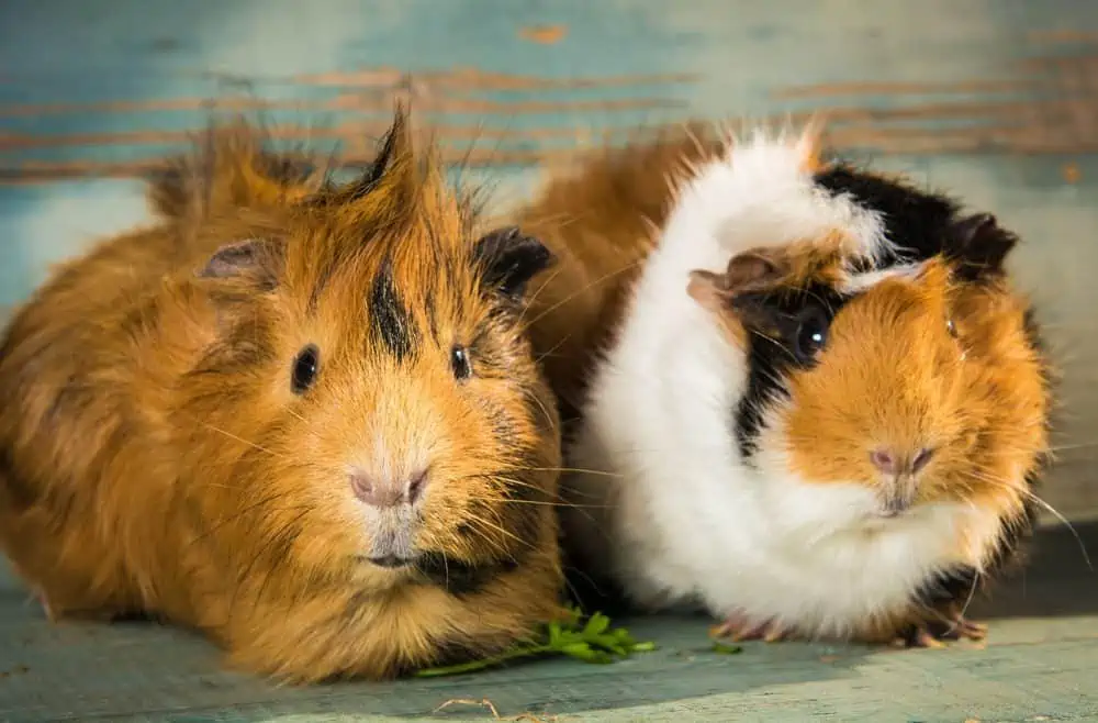 Featured image for 12 fun facts about gorgeous guinea pigs