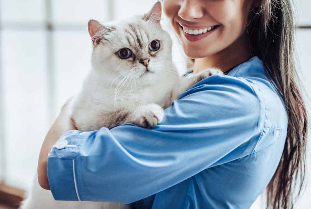 Featured image for How cat-friendly is your vets?