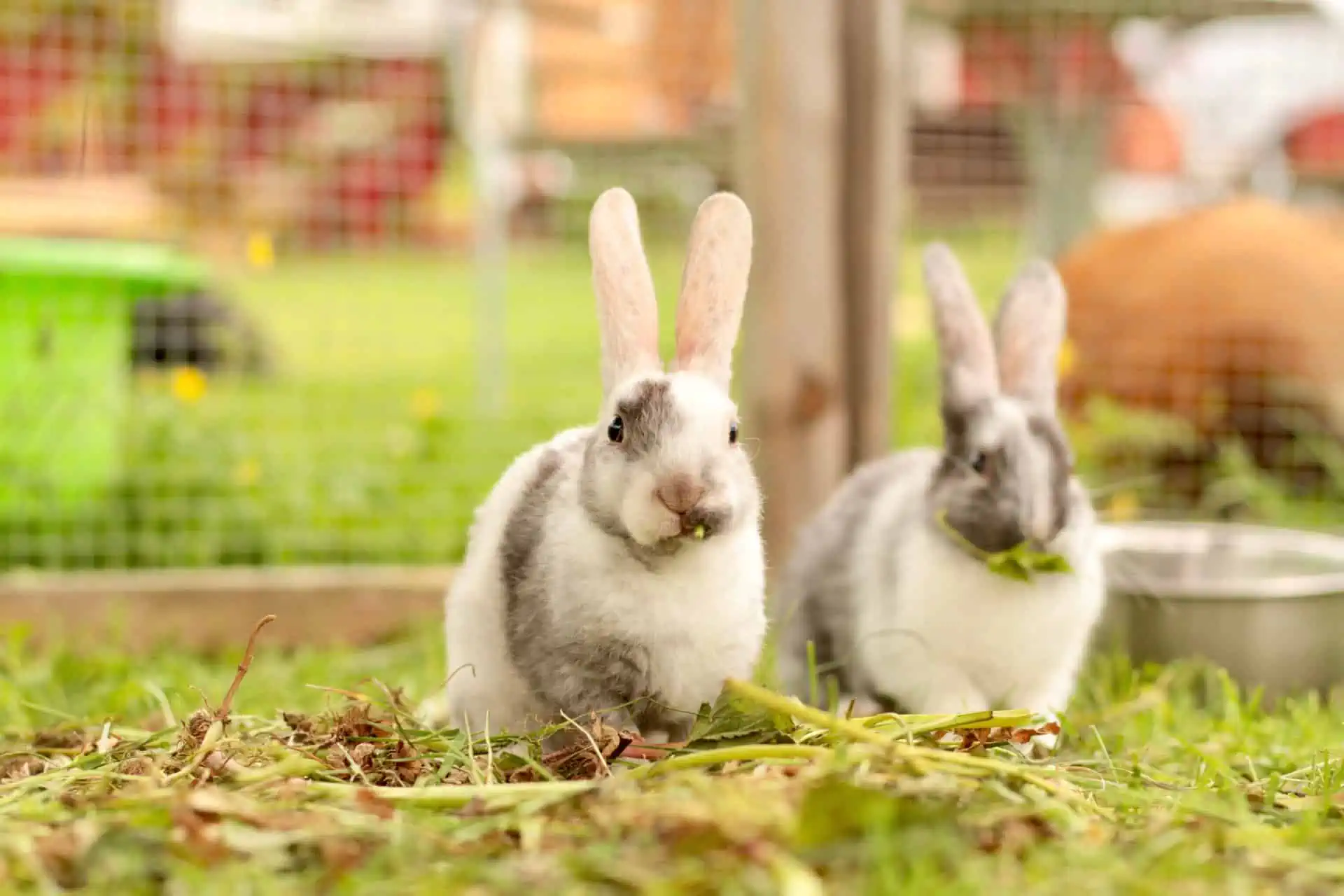 Featured image for Which popular rabbit breeds have the most health issues?