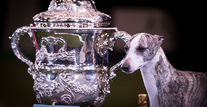 Featured image for There’s so much more to Crufts than Best in Show