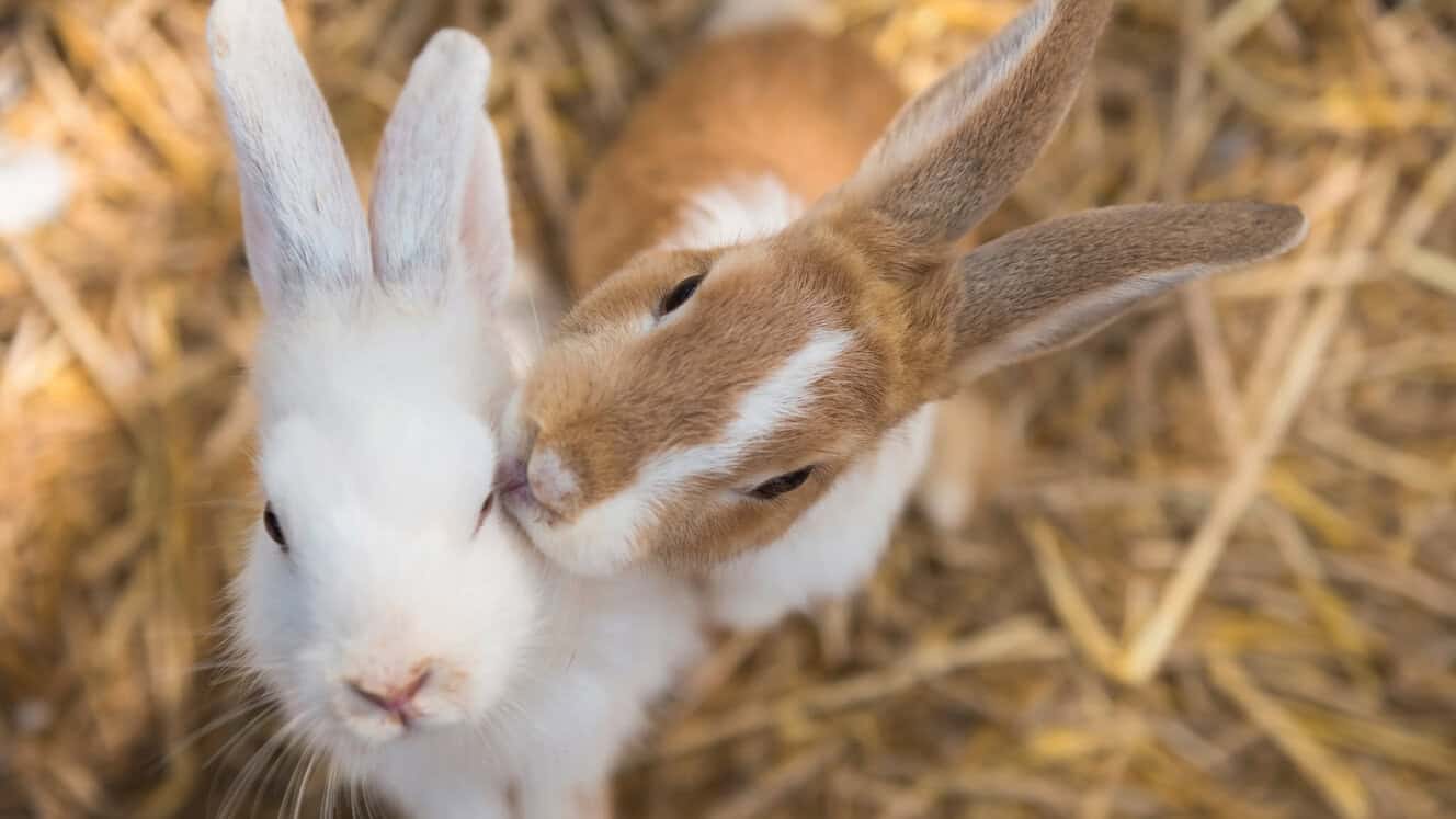 Featured image for When should you move small pets back indoors?