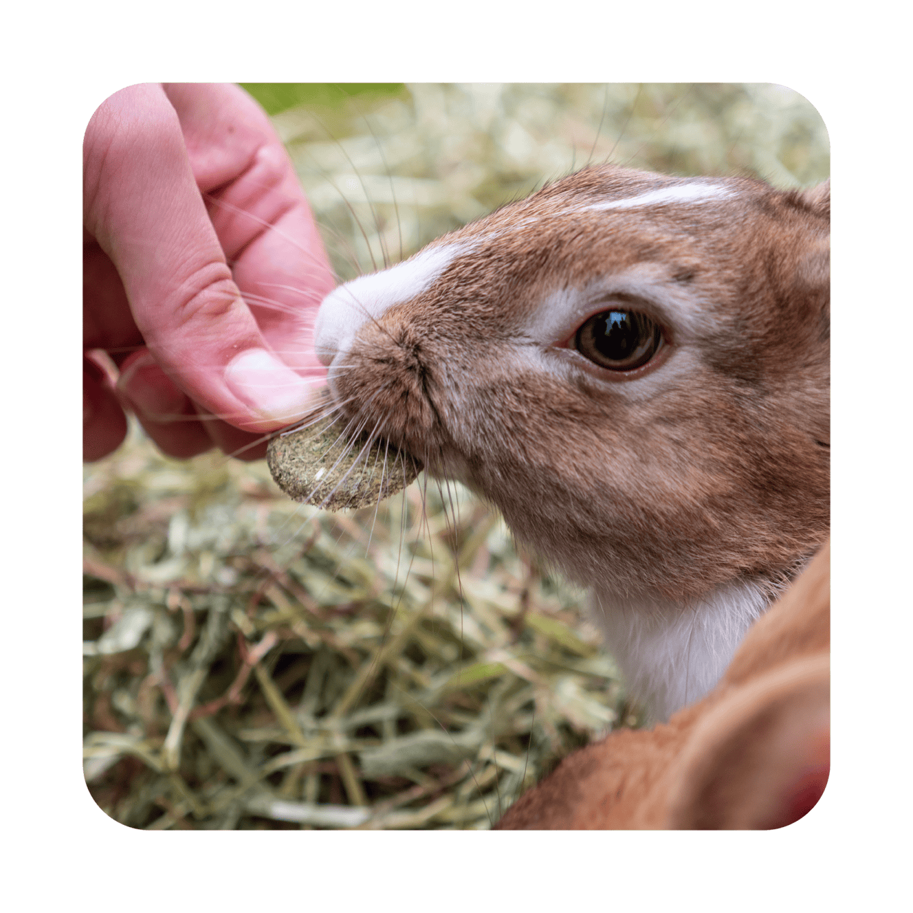 Featured image for Every bunny deserves a treat – as long as it’s a healthy one!