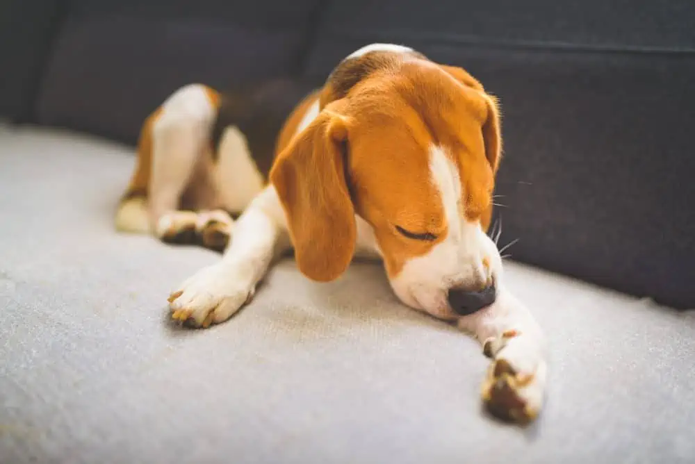 Featured image for Could your dog be allergic to your house?