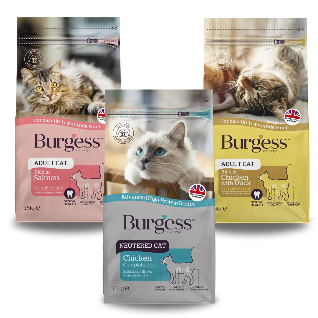 Adult Cat Bundle product image