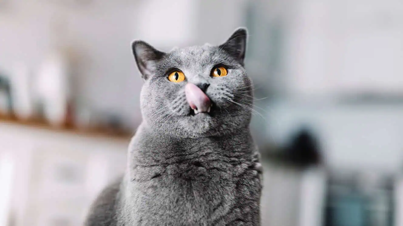 Featured image for All about British Shorthair cats