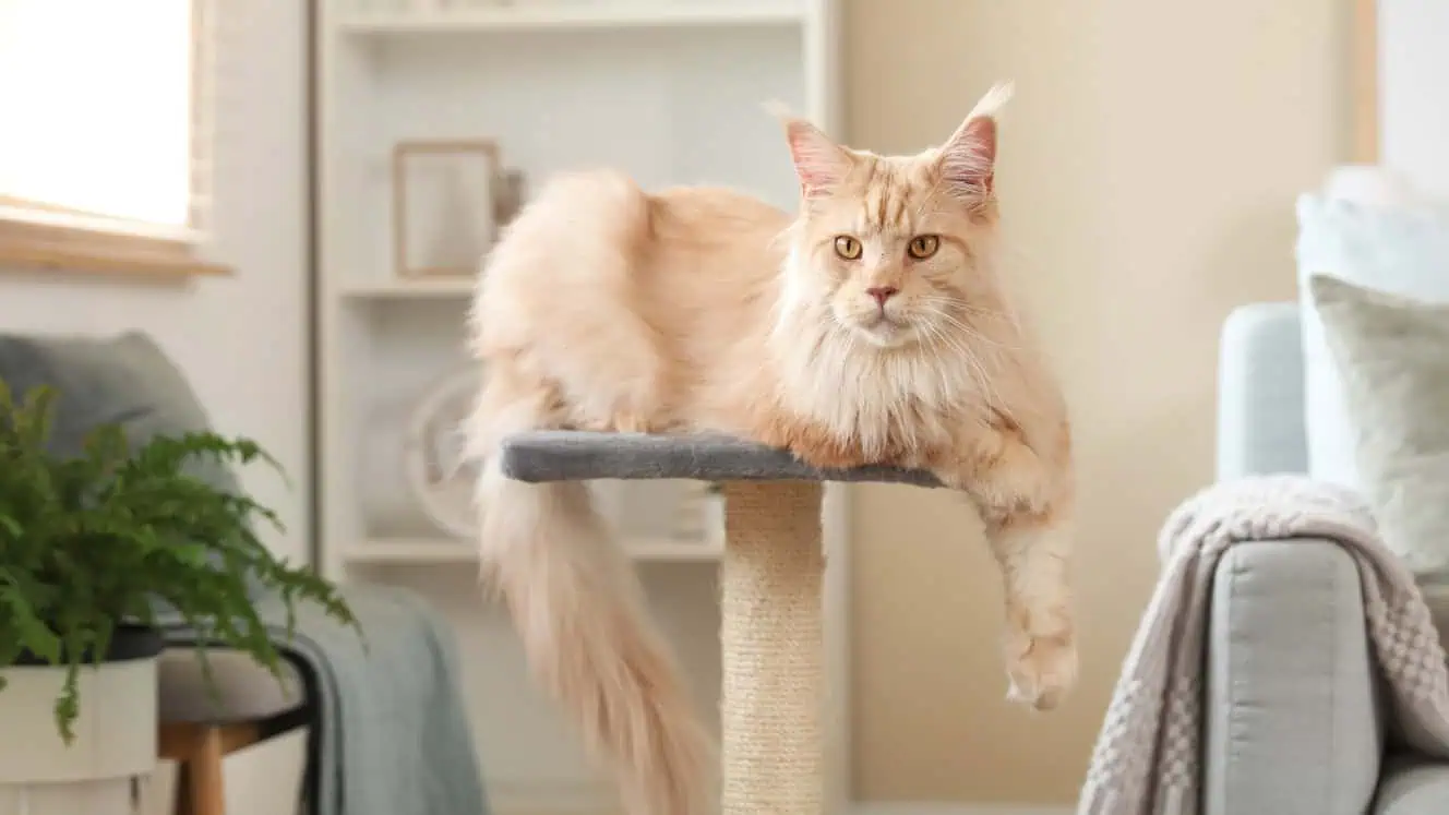 Featured image for All about Maine Coon cats