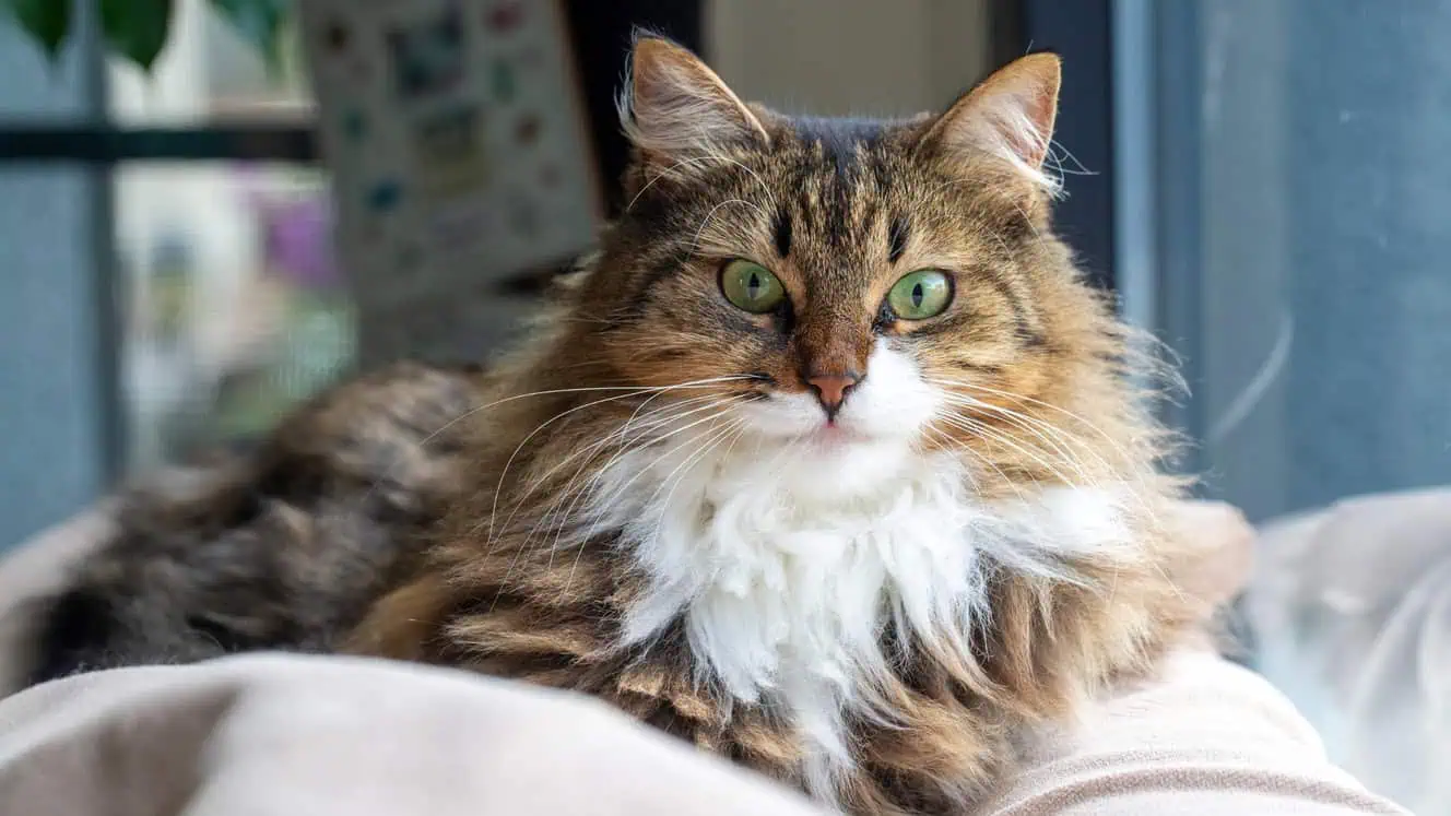 Featured image for All about Norwegian Forest cats