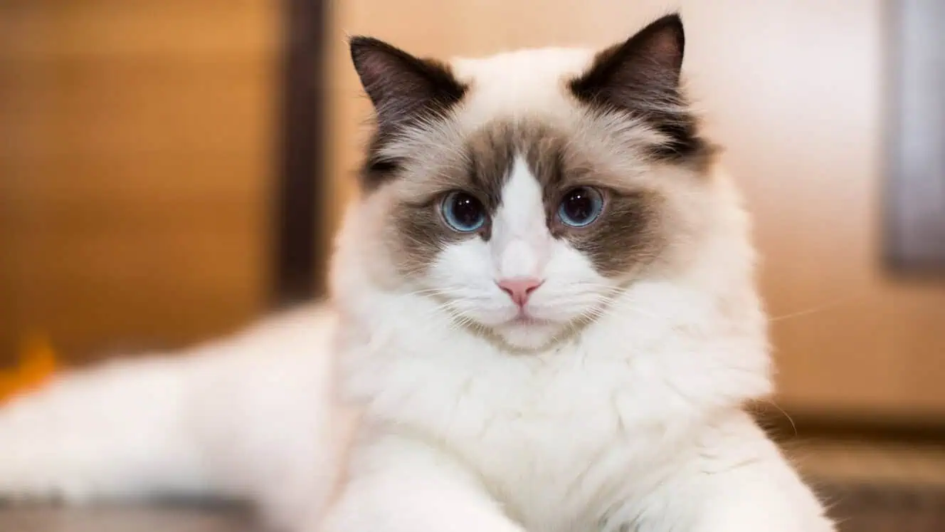 Featured image for All about Ragdoll cats