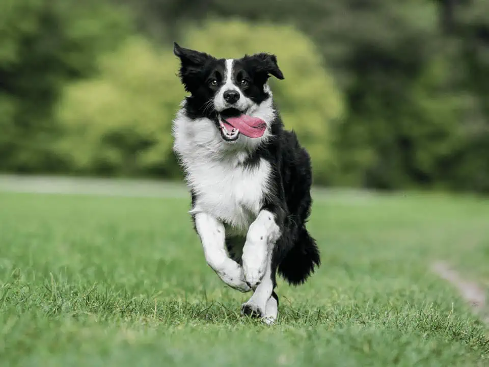 Featured image for Best Food For A Border Collie