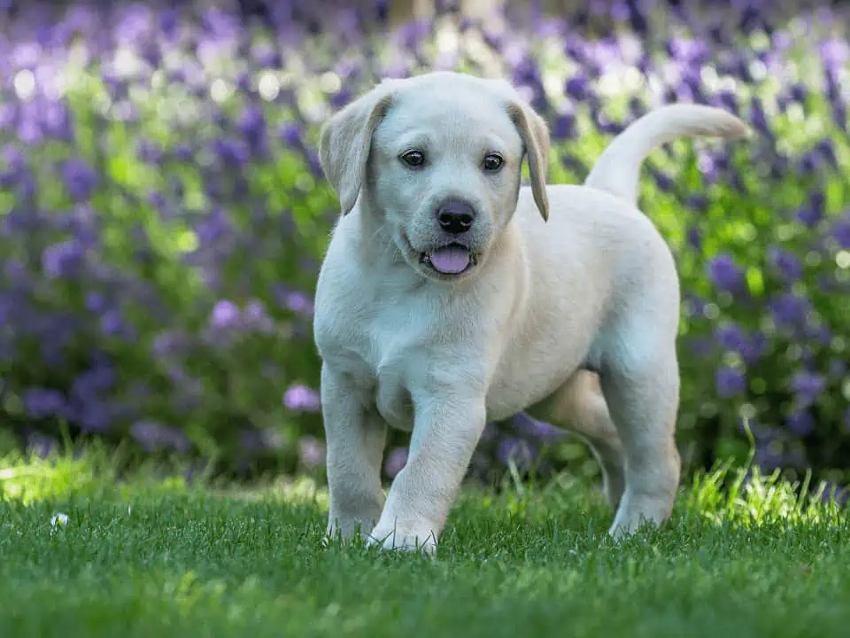 Featured image for Best Food for Feeding Your Labrador Puppy & Dog
