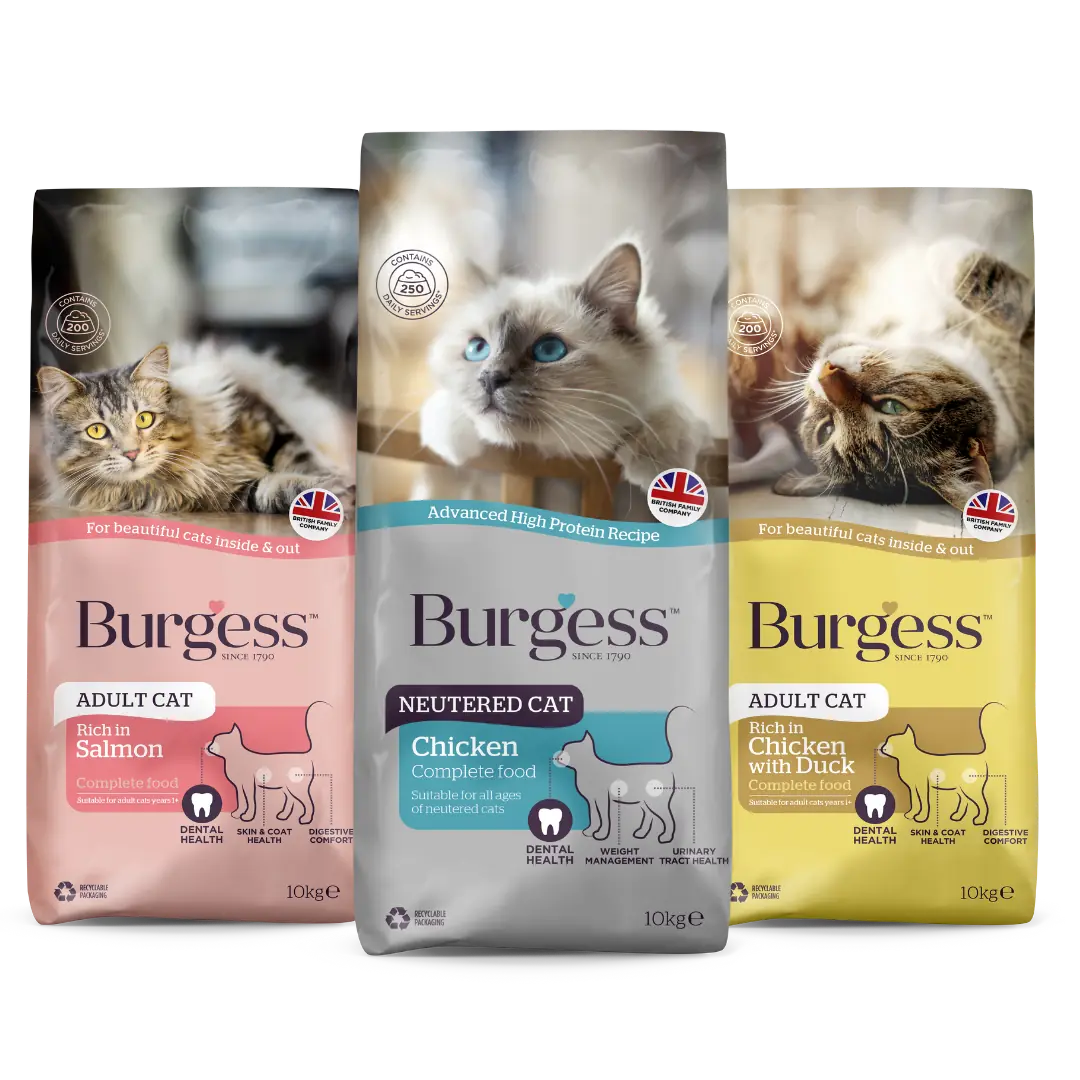 Burgess Cat image