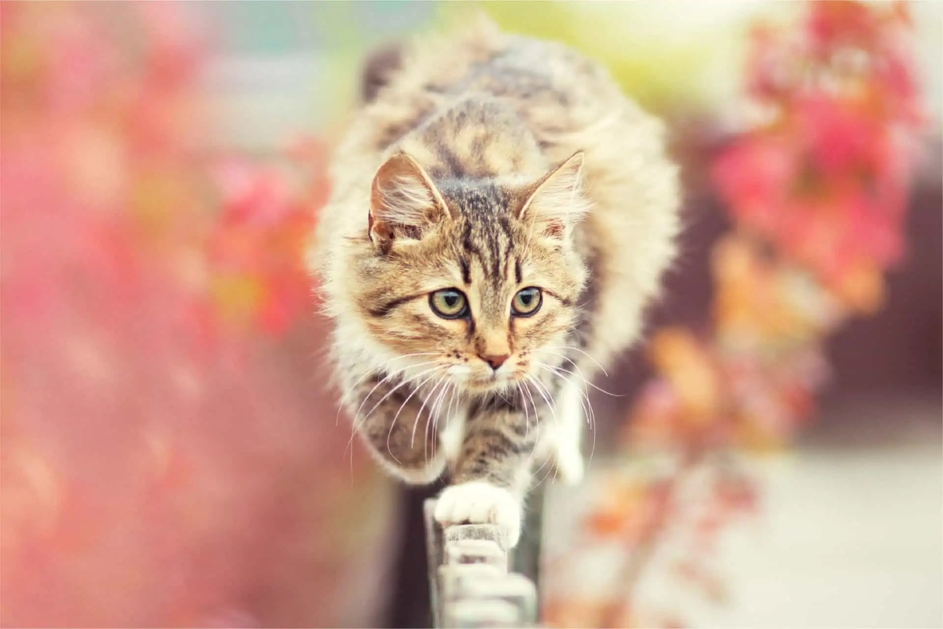 Cat & Kitten Feeding Guide