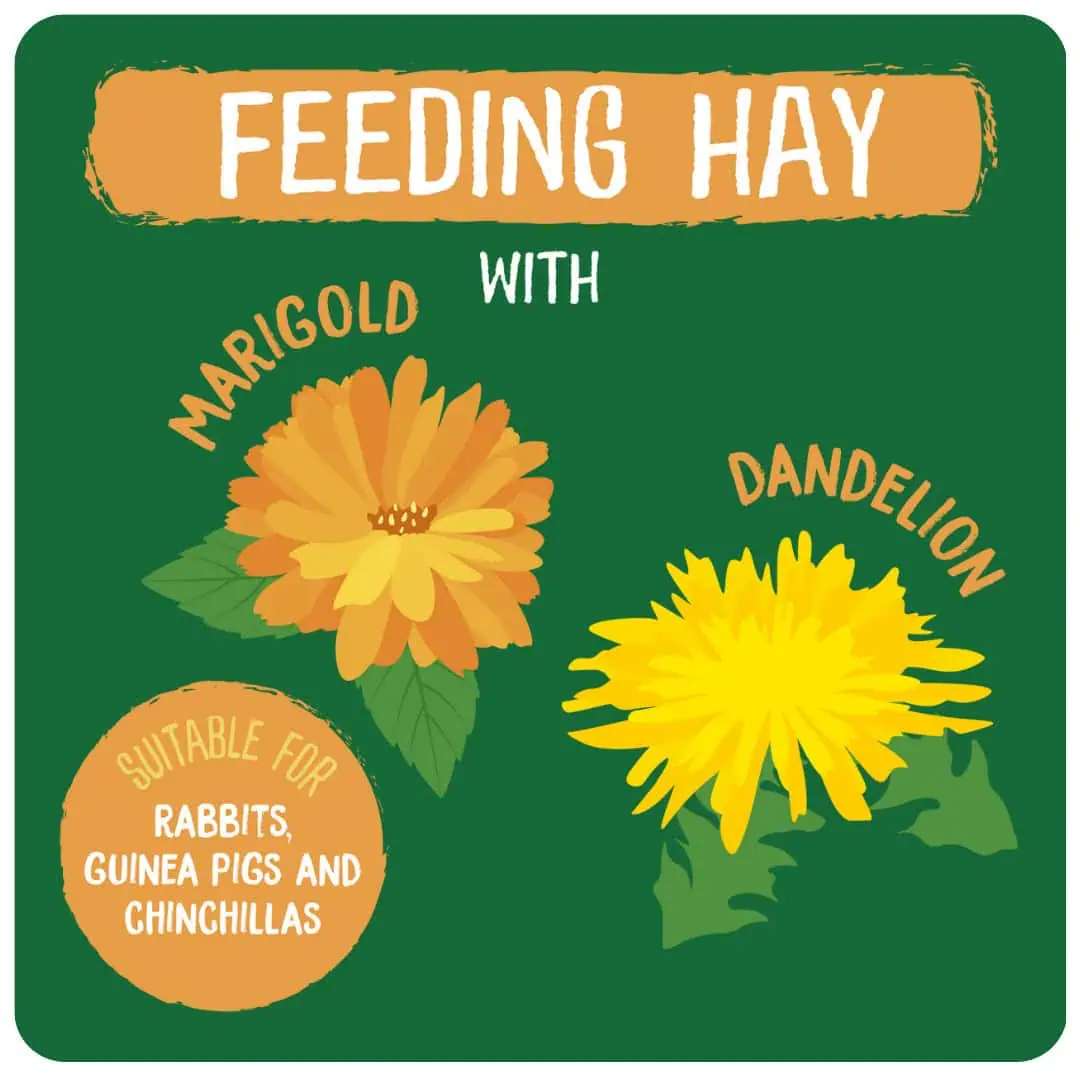 Excel Feeding Hay with Dandelion & Marigold product image