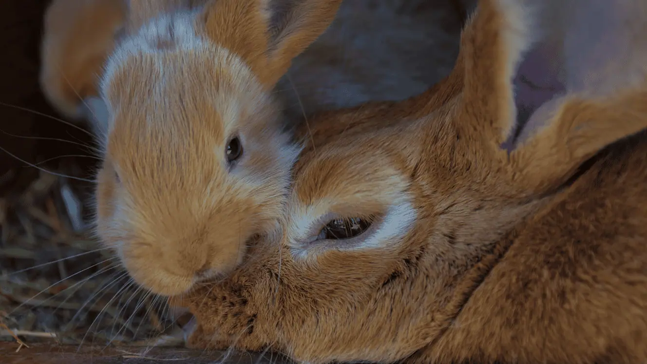 Featured image for Do you have a stressed-out pet?