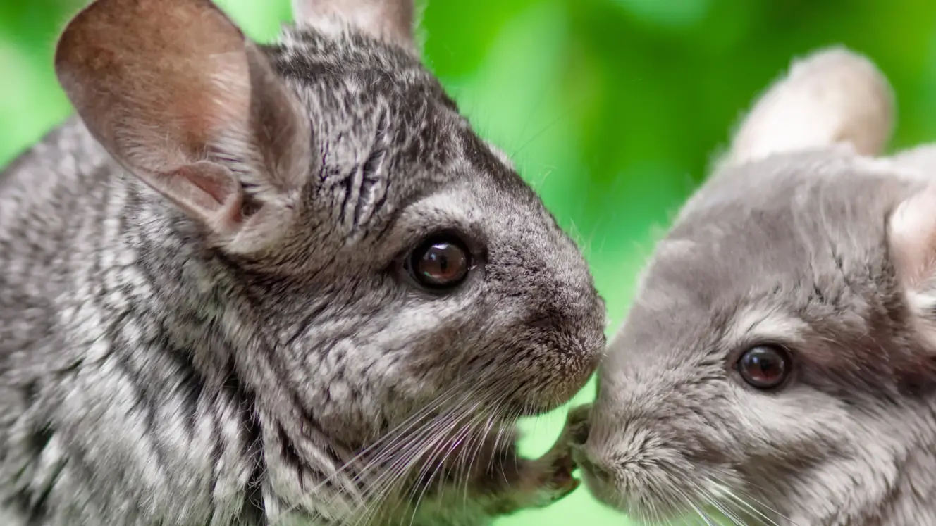 Featured image for Essential health checks for small pets