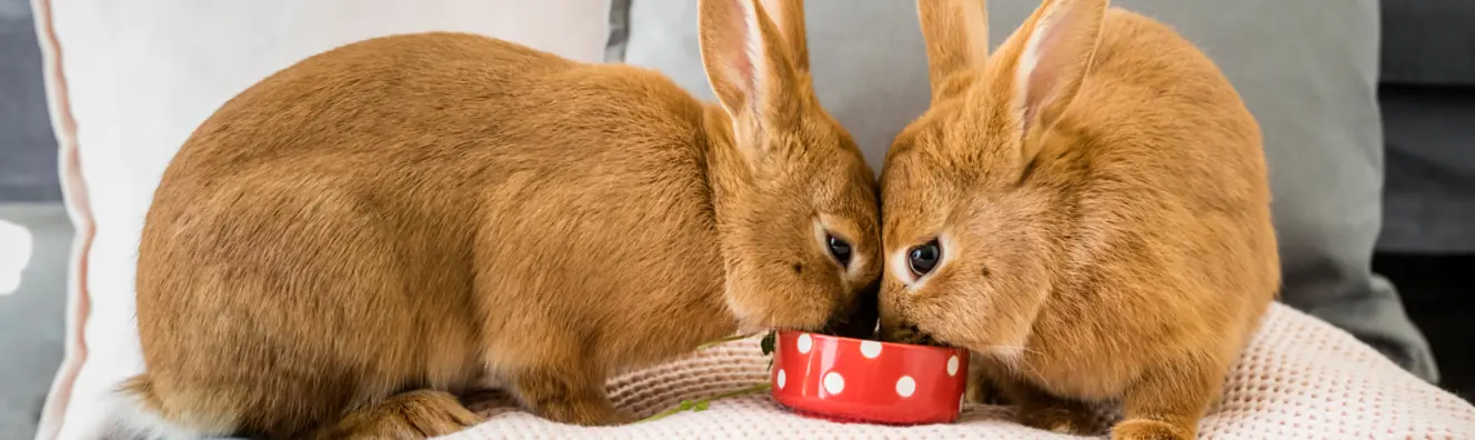 Featured image for Rabbit nuggets – how to choose what’s best for your buns