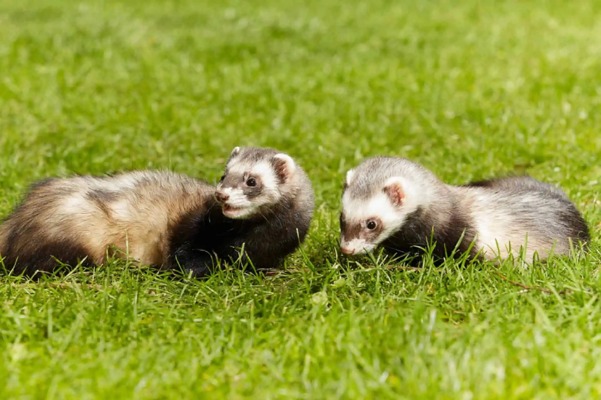 Ferret Behaviour