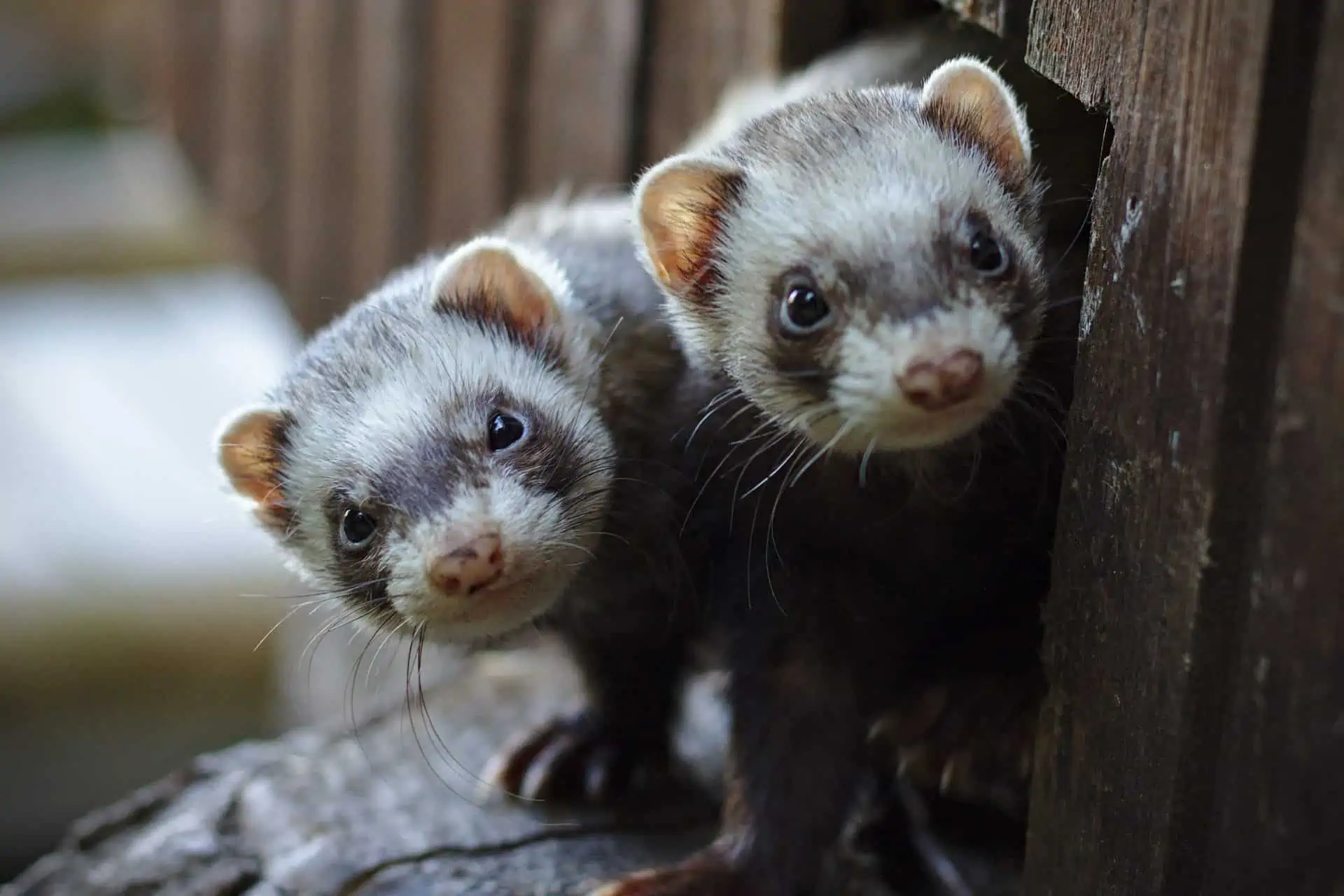 Ferret Housing Guide