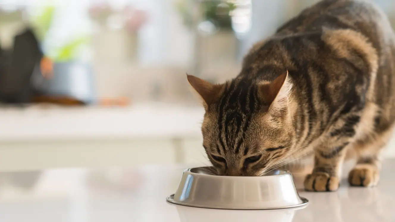 Featured image for Give your fussy feline a choice