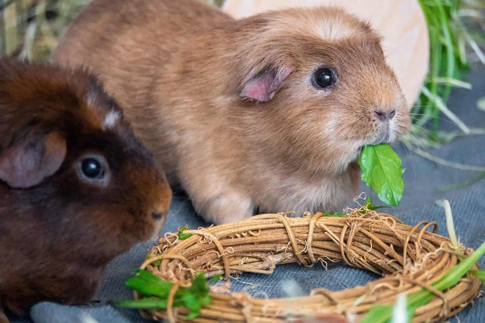 Your Guinea Pigs’ Health
