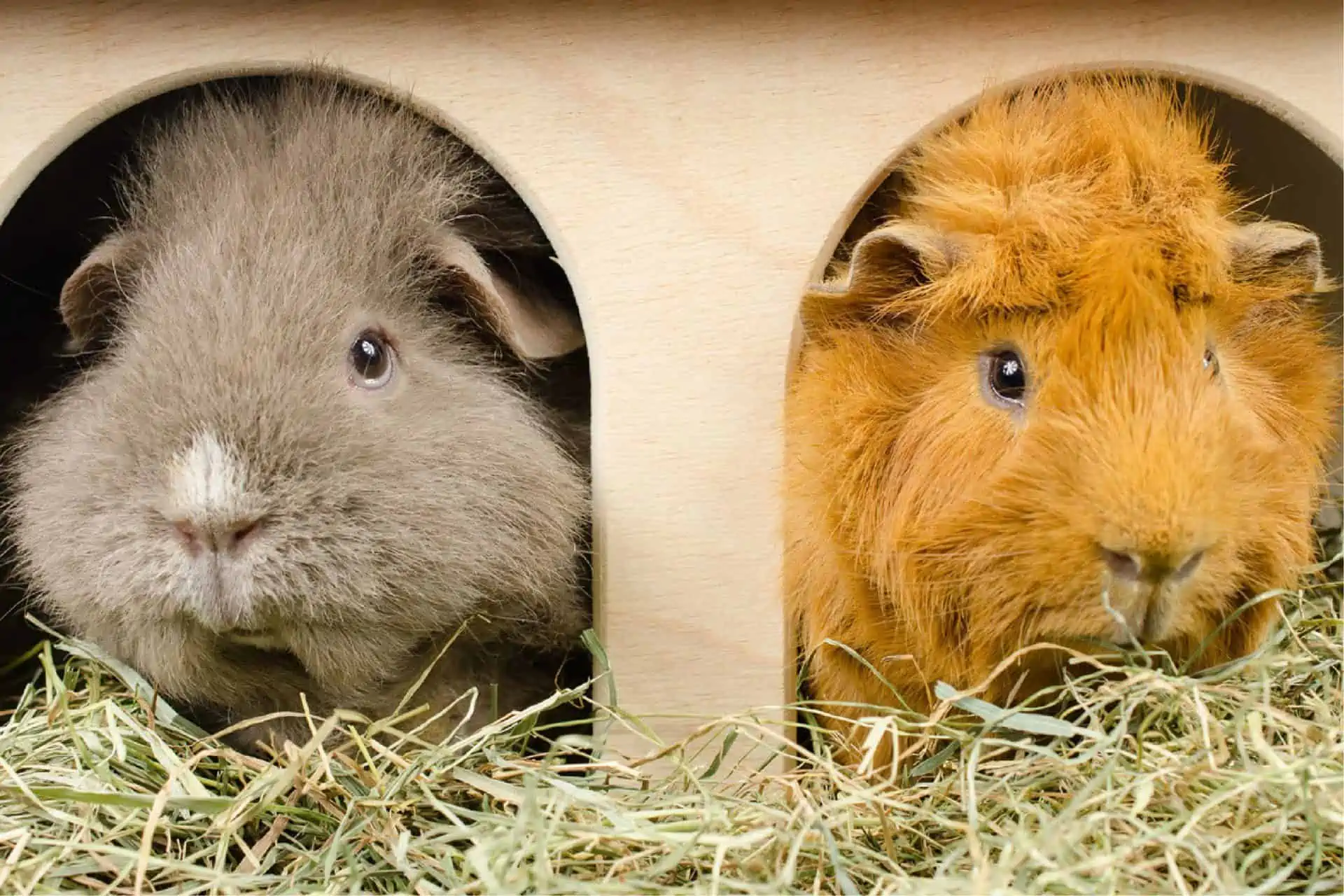 Housing Your Guinea Pigs