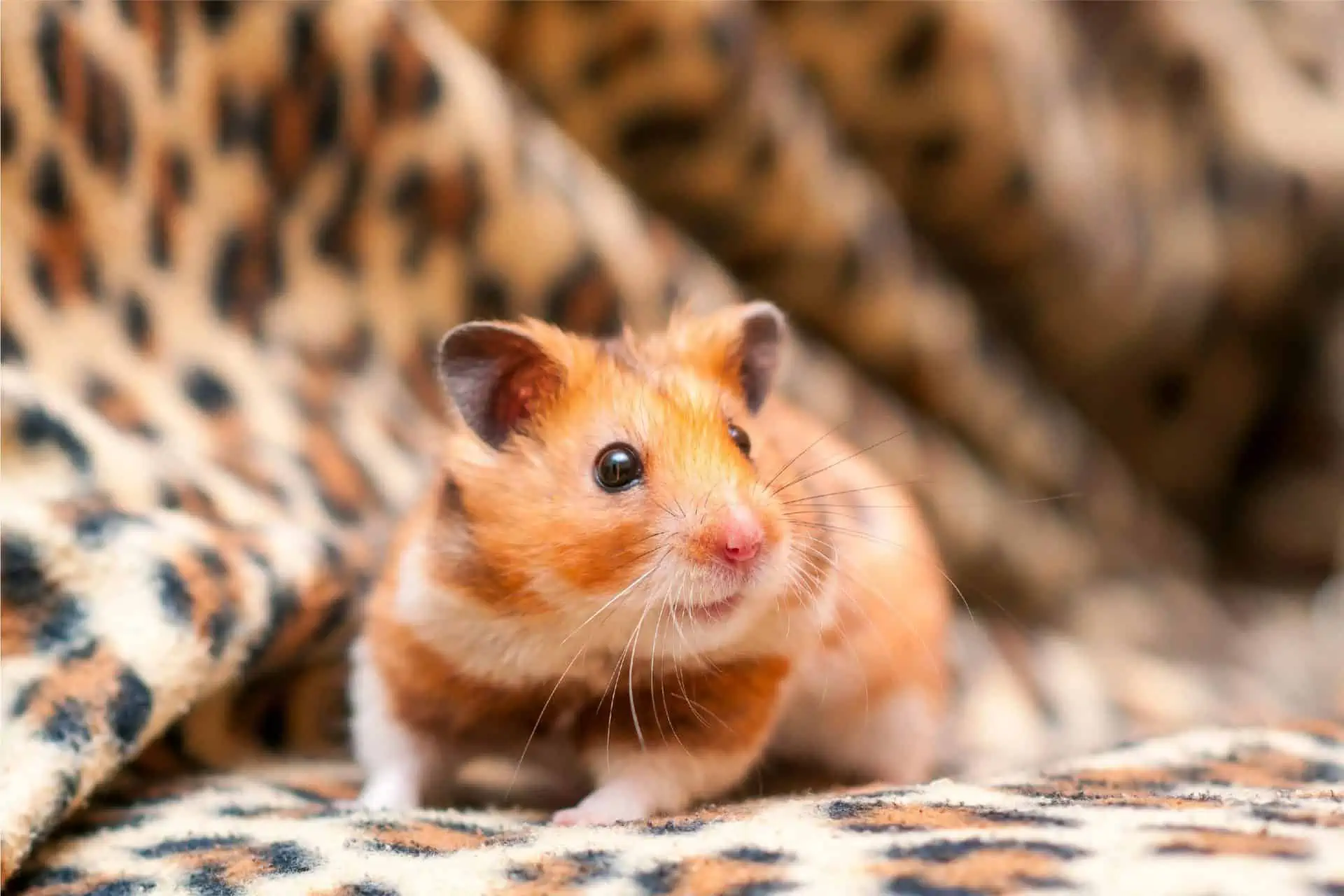 Hamster Behaviour & Training Tips