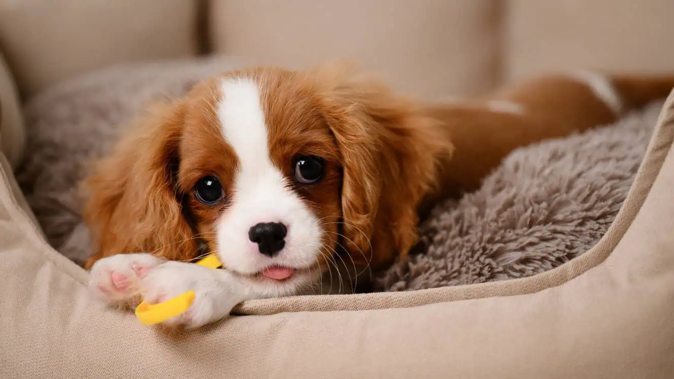 Featured image for Help your Cavalier King Charles Spaniel to love life!