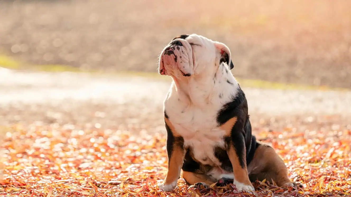 Featured image for Help your English Bulldog to love life!