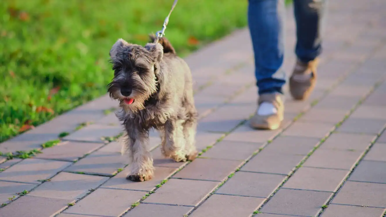 Featured image for Help your Miniature Schnauzer to love life!