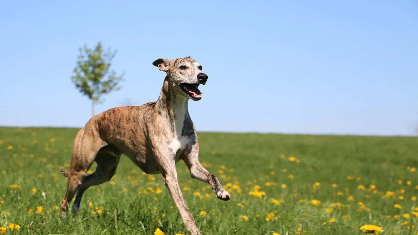 Featured image for Help your Whippet to love life!