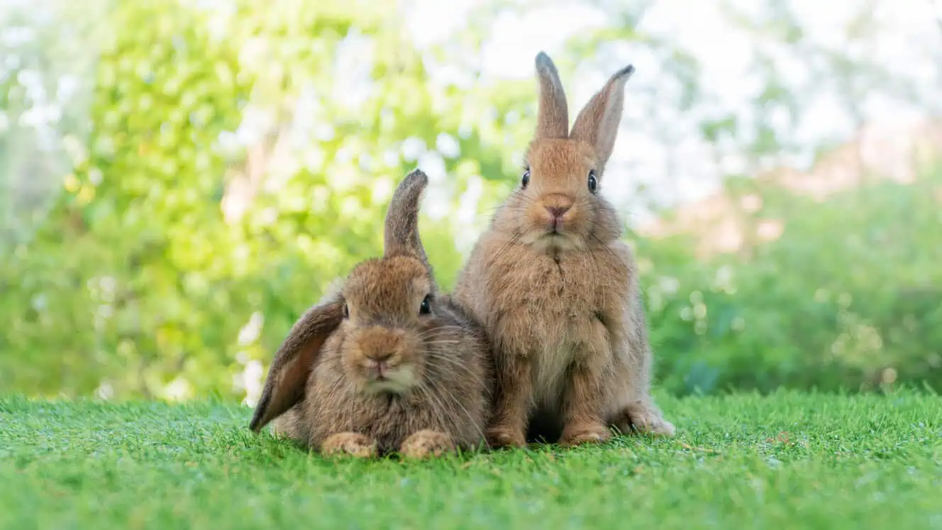 Featured image for How do you groom rabbits?