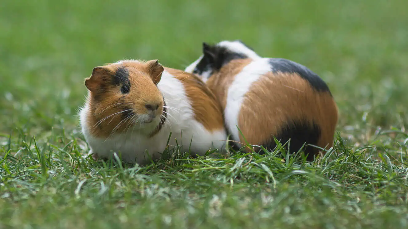 Featured image for How long can you leave a guinea pig alone for? Holiday tips and expert advice
