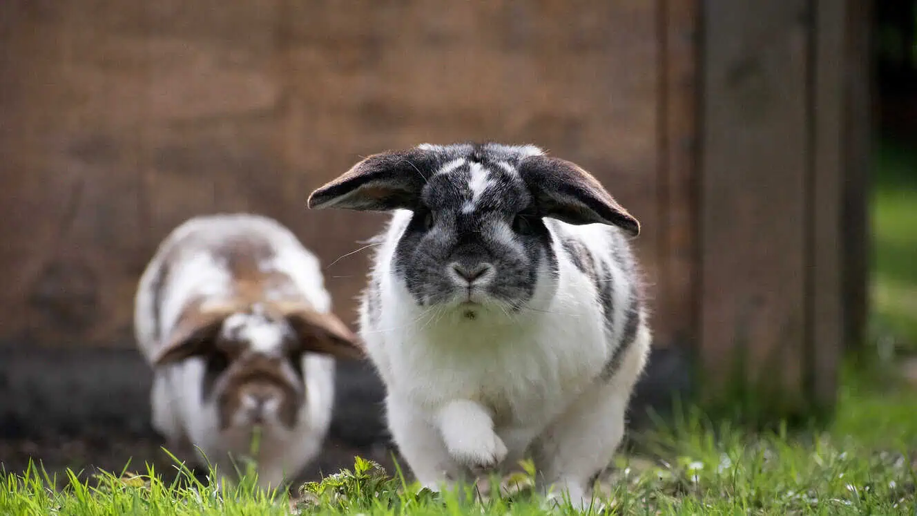 Featured image for How much space do your rabbits need?