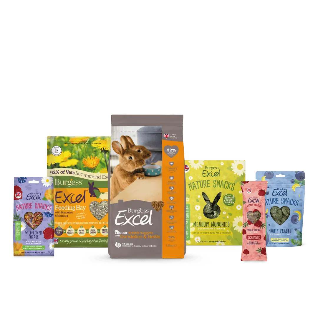 Indoor Rabbit Bundle product image