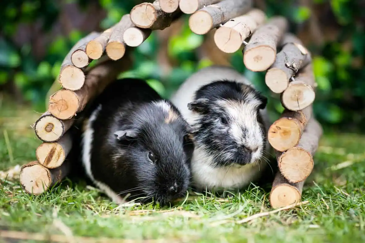 Featured image for Is your guinea pig in good company?