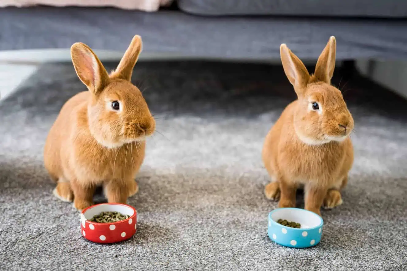 Featured image for Nutritious nuggets – why they’re the best choice for our small pets