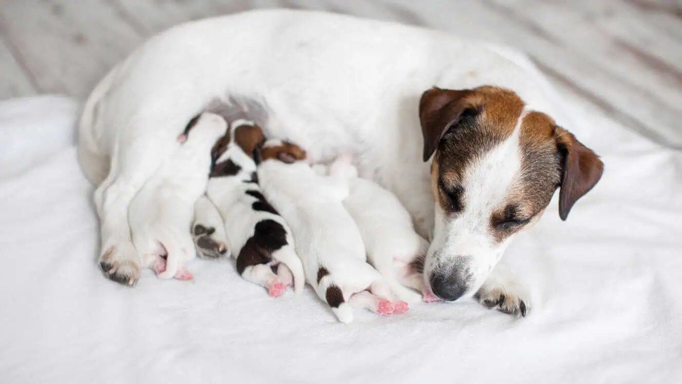 Featured image for Mama mia! Celebrating doting dog mums and caring cat mothers