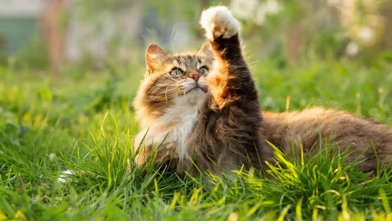 Featured image for Music to their furry little ears?